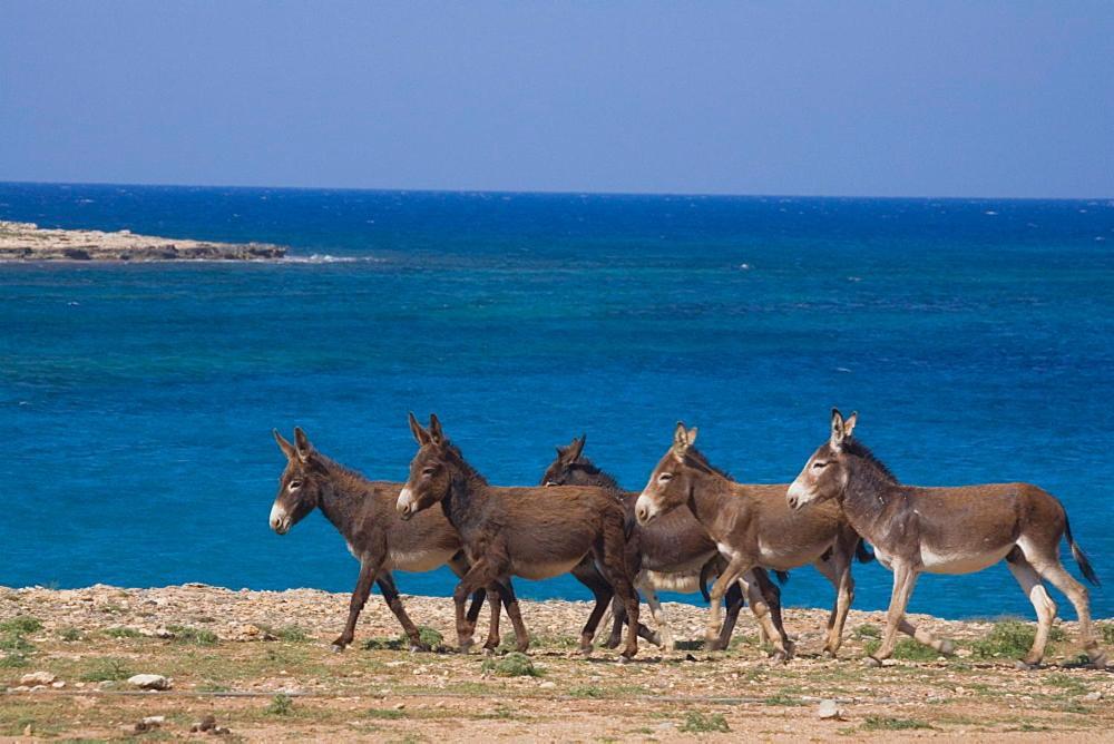 فندق Oasis At Ayfilon Rizokarpaso المظهر الخارجي الصورة